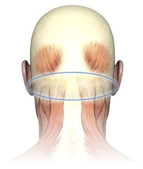 Back Of Neck Pain At The Base Of Skull 8 Vital Points Of Note