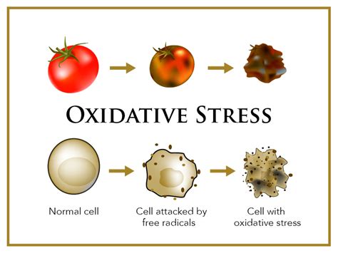 These unstable molecules are missing an electron and seek to steal an electron how free radicals damage your skin. How to Defend Against Free Radicals | OROGOLD Ingredients