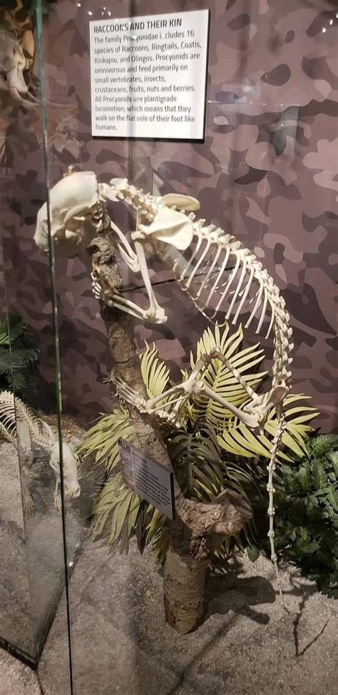 Skeletons Museum Of Osteology Orlando 2019 All You Need To Know