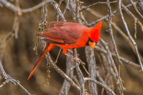 Birds Of Arizona And Where To Find Them Arizona State Parks