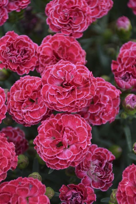 Dianthus 'Raspberry Ruffles' (Pinks) | Pink dianthus, Small flowering plants, Plant nursery