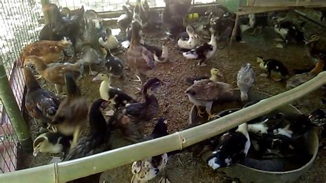 Chickens And Ducks Living Together Youtube