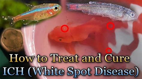 How To Treat White Spot Disease Ich White Spot Pirates Aquarium Fish