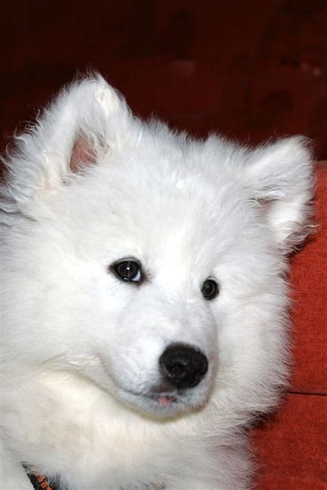 How Much Could A Samoyed Girl Grow To And Its Weight