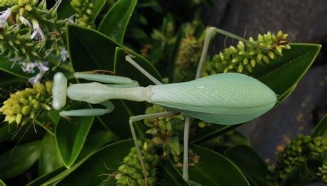 South African Male Praying Mantises Fighting Back Against Female Sexual