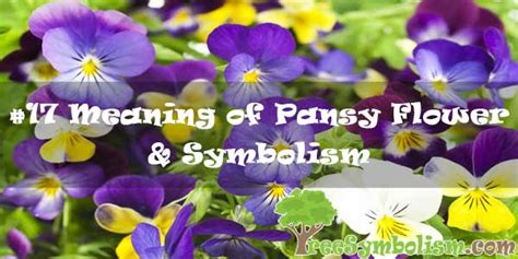 17 Meaning Of Pansy Flower And Symbolism