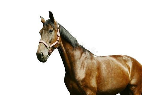 Horse Portrait Isolated On White Stock Image Image Of Equine Nostril