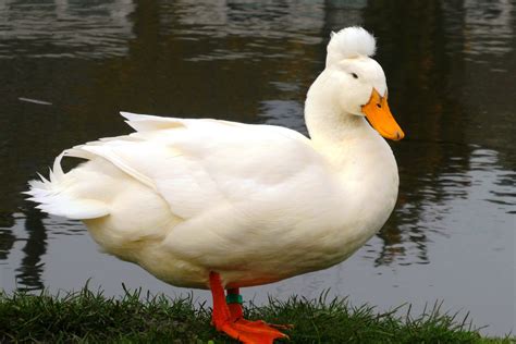 Download Crested White Duck Wallpaper