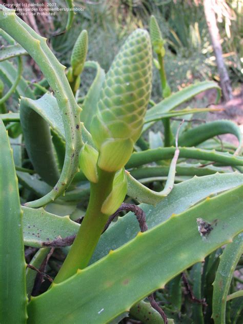 Plantfiles Pictures Aloe Species Aloe Scorpioides By Palmbob