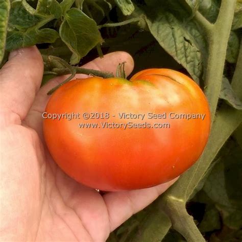 Wilpena Tomato Seed Heirloom Open Pollinated Non Hybrid Victory