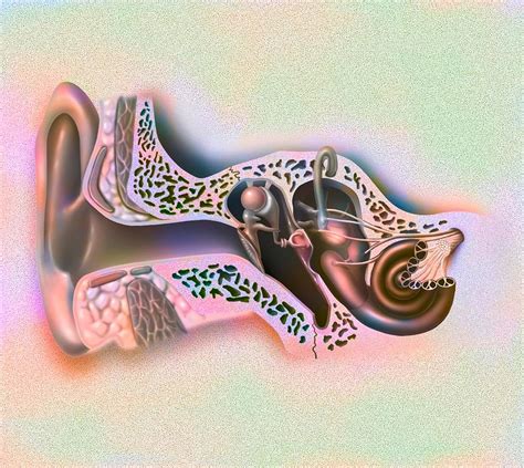 Inner Ear Drawing Photograph By Bsip Fine Art America