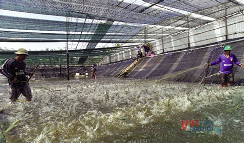 Super Intensive Shrimp Farming With Three Phases Applied With High