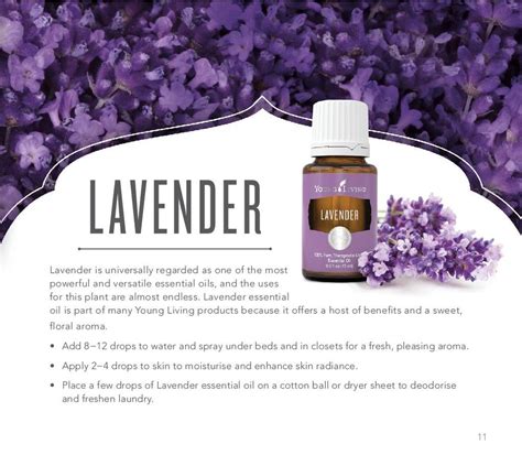 Lavender mempunyai aroma manis, herbal bunga segar yang menenangkan dan menyegarkan. young living australia | lavender essential oil ...