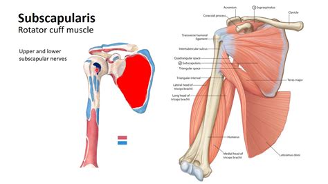 The Muscles Of Shoulder Region 2 Youtube