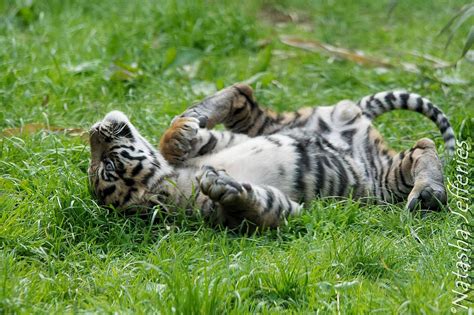Maybe you would like to learn more about one of these? Timeline Photos - Endangered Cat Species Survival Trust ...