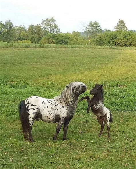 Mini Appaloosa Falabella Blend Toyland Zodiac Foals For Sale 2022
