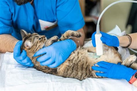 Cat Ultrasound Costs And How It Works