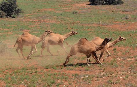 feral camels pestsmart