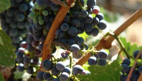 How To Propagate Grape Vine Cuttings Garden Guides