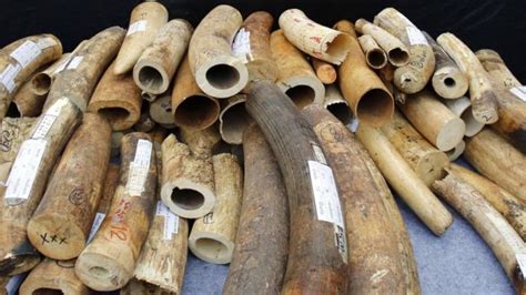 Why Is Ivory So Popular In China Bbc Newsround