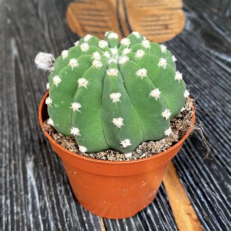 Echinopsis Subdenudata Easter Lily Cactus Floraria Secret Garden Sg