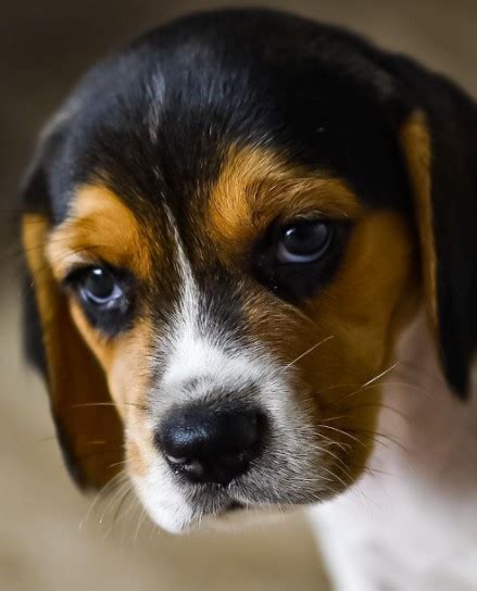 Beagle Dog Breed Information Pettime