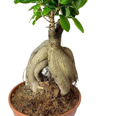Contribute to vpisarev/ficus development by creating an account on github. Ficus Ginseng - Indian Laurel - 12 x 30cm | Ficus, Air ...