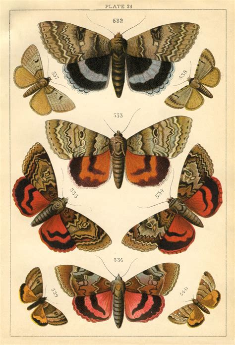 natural history print moths  graphics fairy