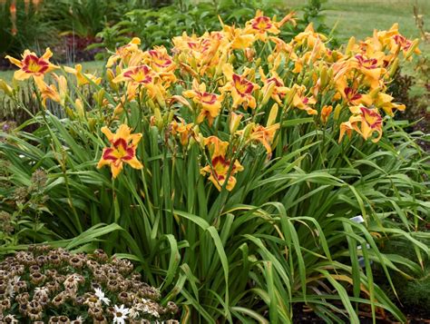 Daylily Tiger Swirl Campbells Nursery