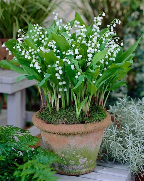 Lily Of The Valley Facts And Health Benefits