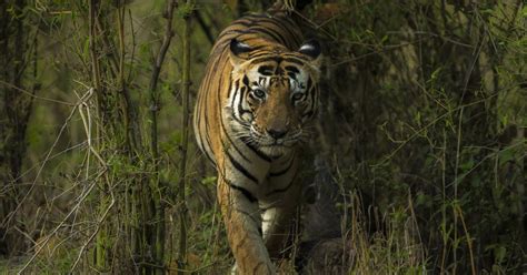 Tigers Face Marking Say The Word ‘cat In Kanha National Park India