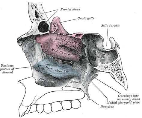 Inferior Nasal Concha Wikidoc