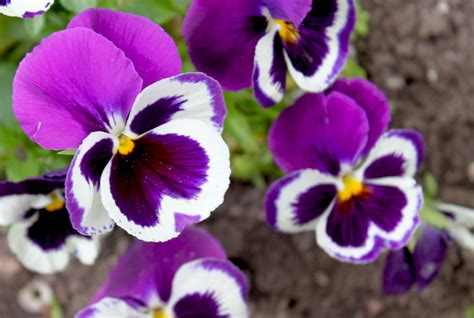 10 Edible Flowers You Can Add To Your Food Home And Gardening Ideas