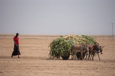 Drought Threatens Starvation In Horn Of Africa Un Agencies Say