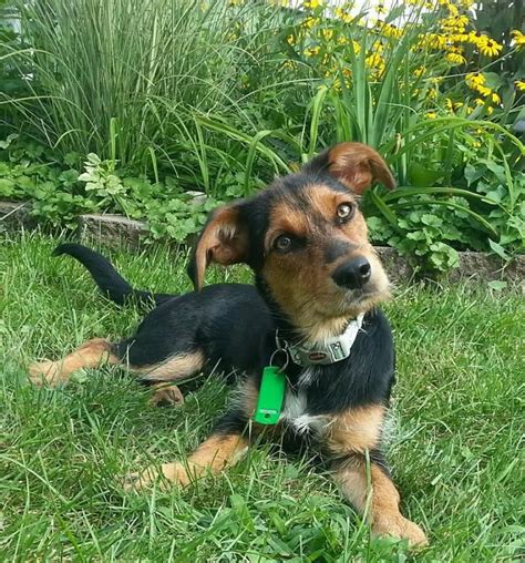 Tootsie pups akc mini dachshunds nashville. Dachshund Puppies Rescue Illinois - Animal Friends