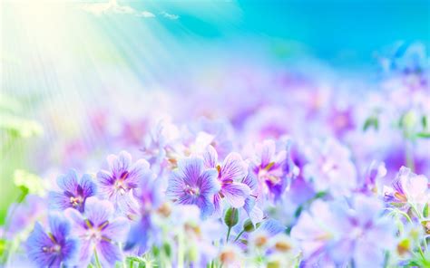 Pretty Flower Background 52 Images