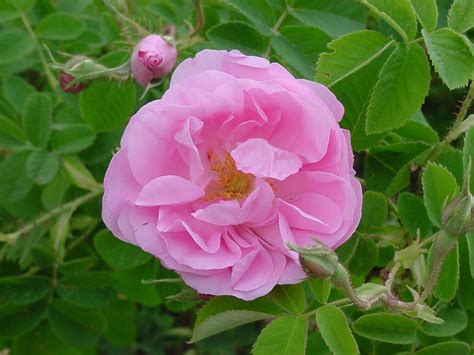 The Fragrance Of Old Roses By Robert Calkin Historic Roses Group