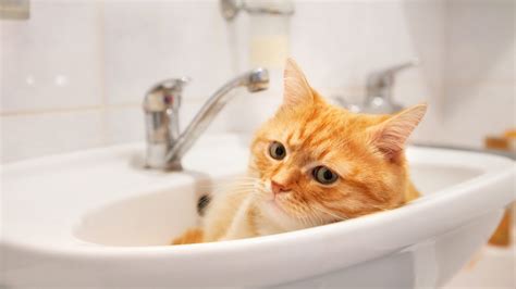 Why Do Cats Sleep In Sinks Readers Digest