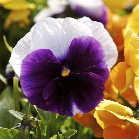 Pansy Lord Beaconsfield Seeds Viola X Wittrockiana 250 Seeds