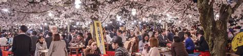 Japans Cherry Blossom Viewing Parties The History Of Chasing The