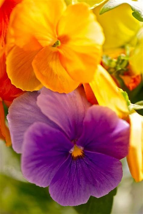 108 Best Pansies Images On Pinterest Pansies Pith Perfect And