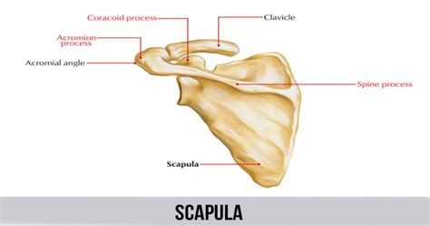 Sick scapula syndrome (scapular malposition, inferior medial border prominence, coracoid pain and malposition, and. Scapula - World Wide Lifestyles | Weight loss and Gain Tips