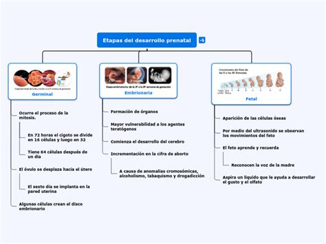 Etapas Del Desarrollo Prenatal Mind Map