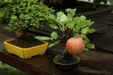 A Bonsai Apple Tree Growing A Full Sized Apple Rdamnthatsinteresting
