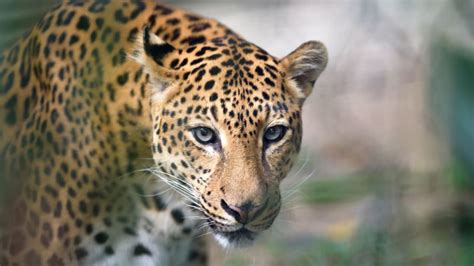 10 Roaring Facts About Jaguars Mental Floss