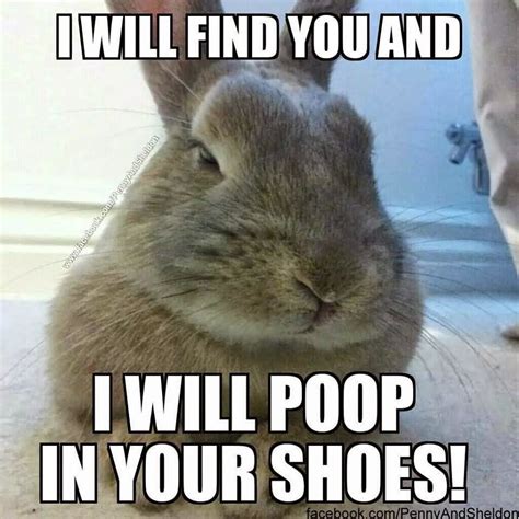 48 Very Funny Bunnies Meme Pictures Of All The Time