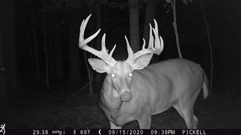 What An Amazing Buck And Amazing Nighttime Image On This