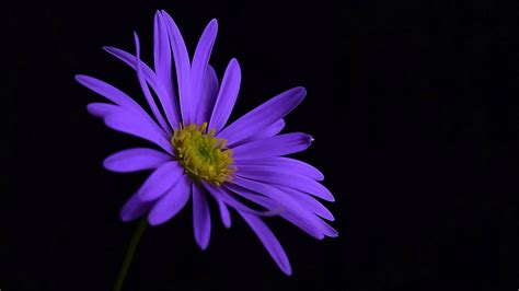 Purple Flower Blossom Hd Flowers 4k Wallpapers Images Backgrounds