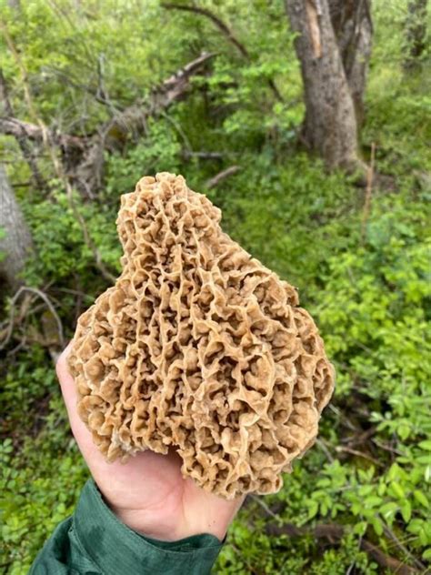 10 Of The Biggest Morel Mushrooms Ever Found Meateater Wild Foods