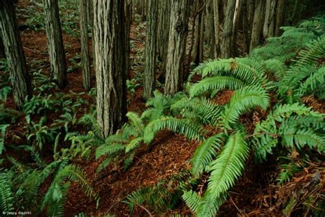 Visionary Wild Landscape Redwood Forest And Ferns